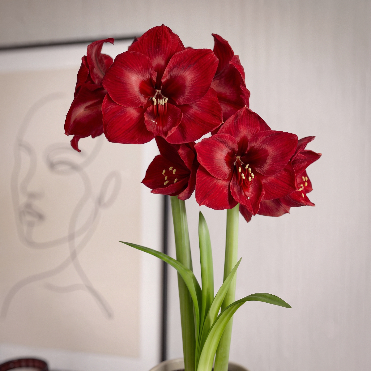 Amaryllis Red Reality