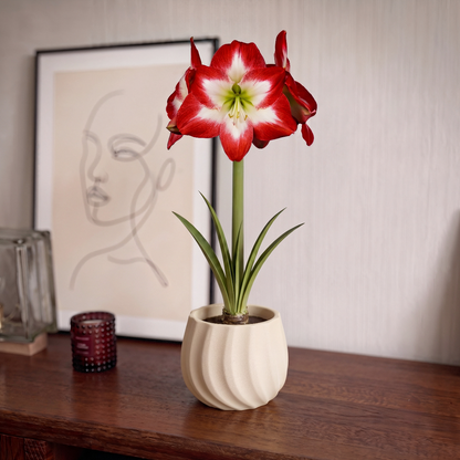 Amaryllis Shine Dream