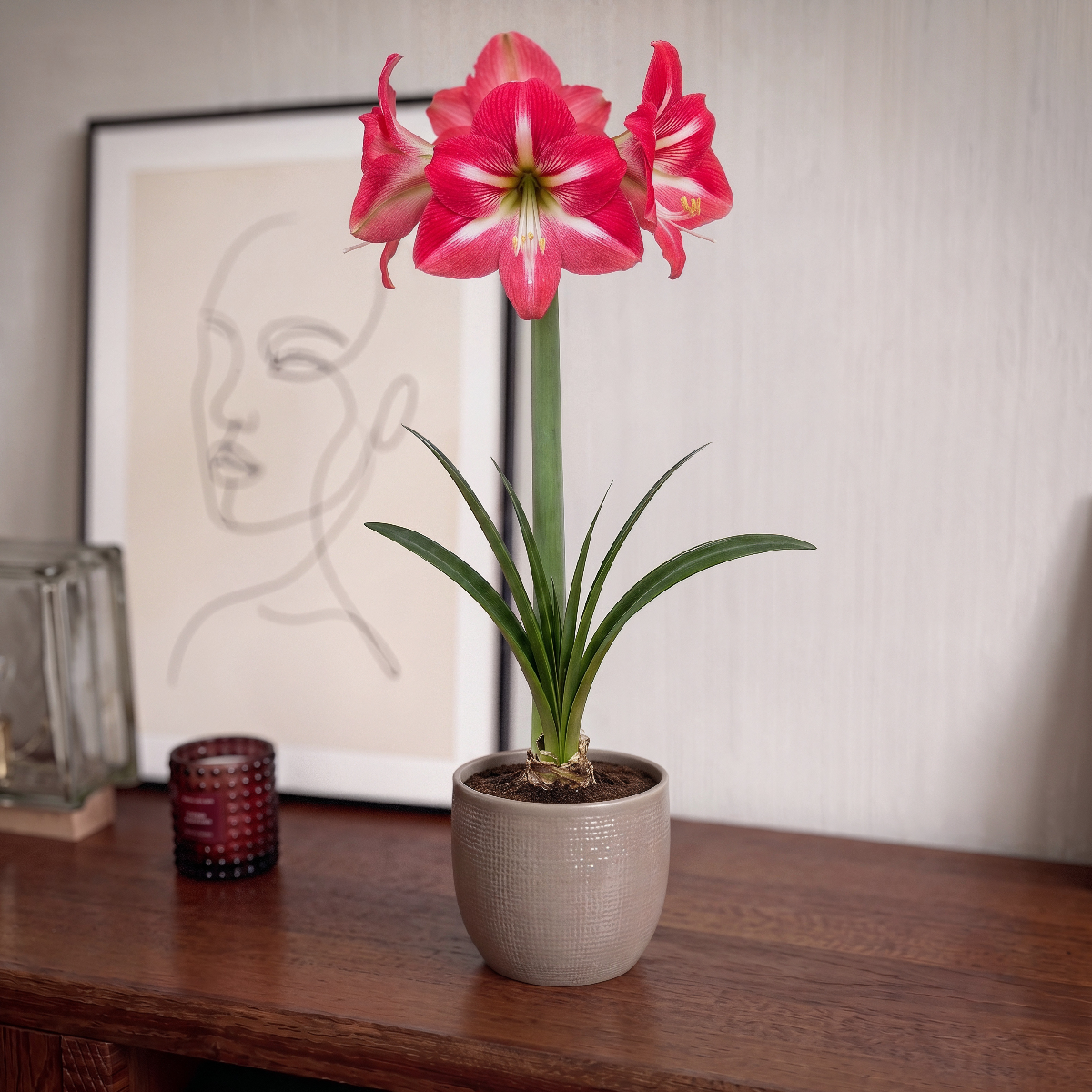 Amaryllis Hot Lips