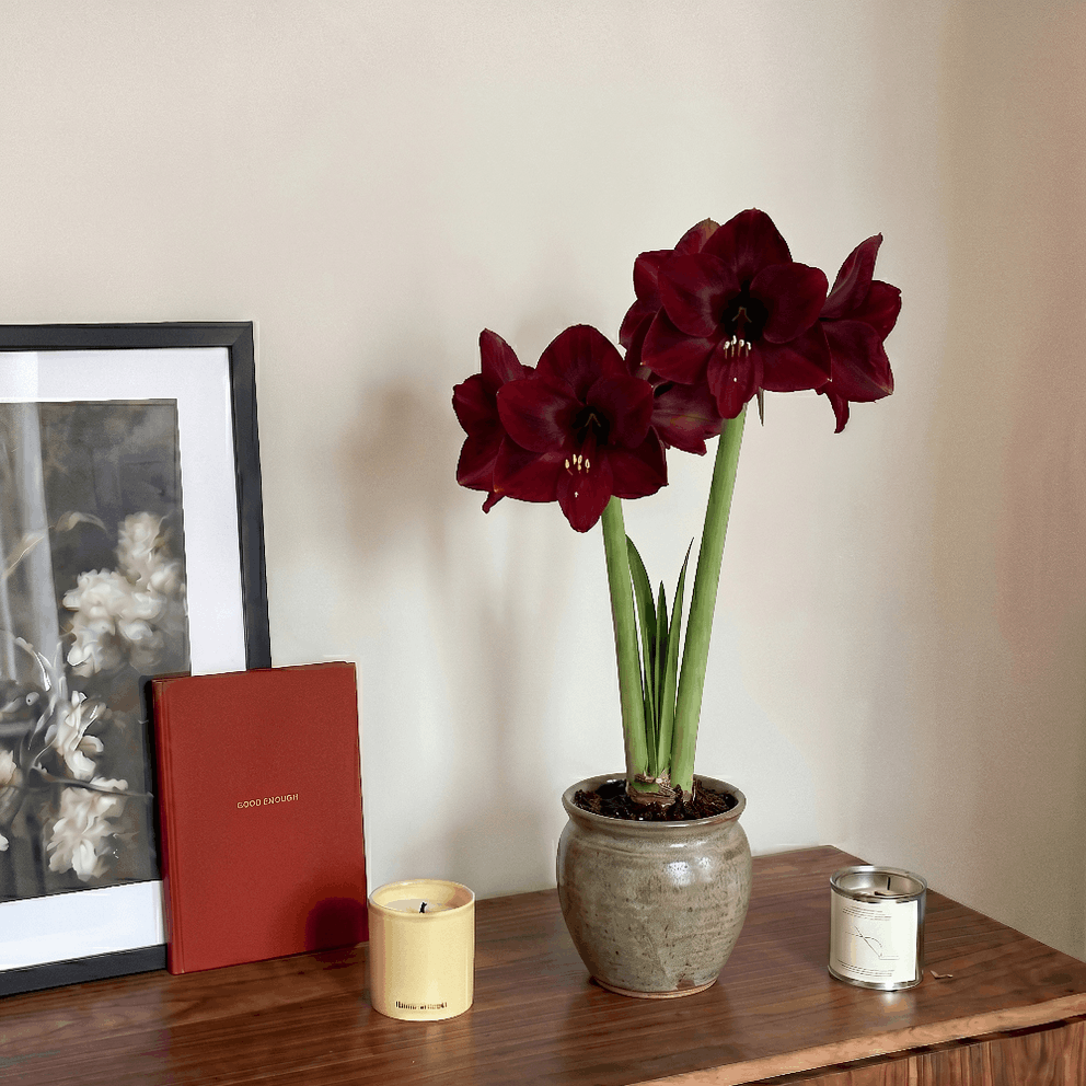 Amaryllis Corazon
