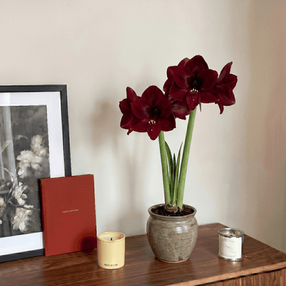 Amaryllis Corazon