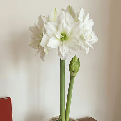 Amaryllis Wimbledon 