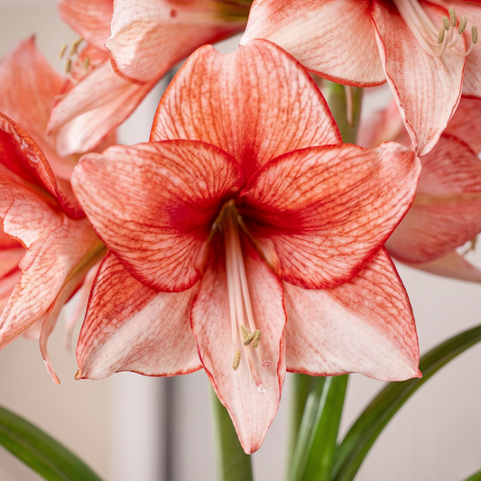 Amaryllis Charisma