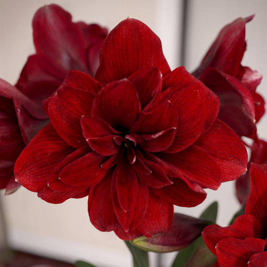 Amaryllis Double King