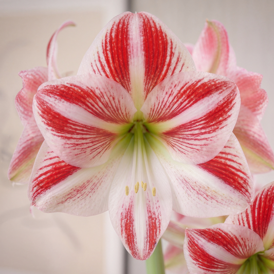 Amaryllis Caramba