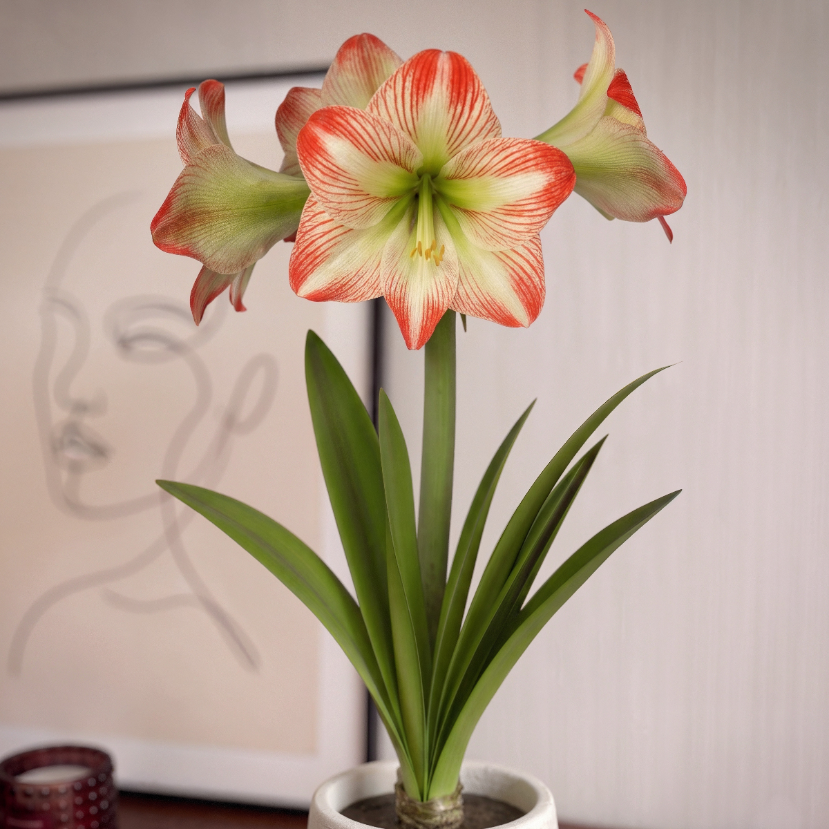 Amaryllis Tropical Sensation
