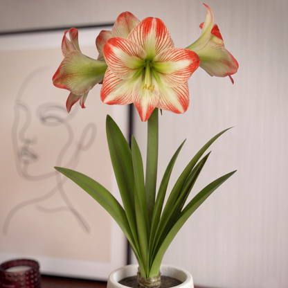 Amaryllis Tropical Sensation