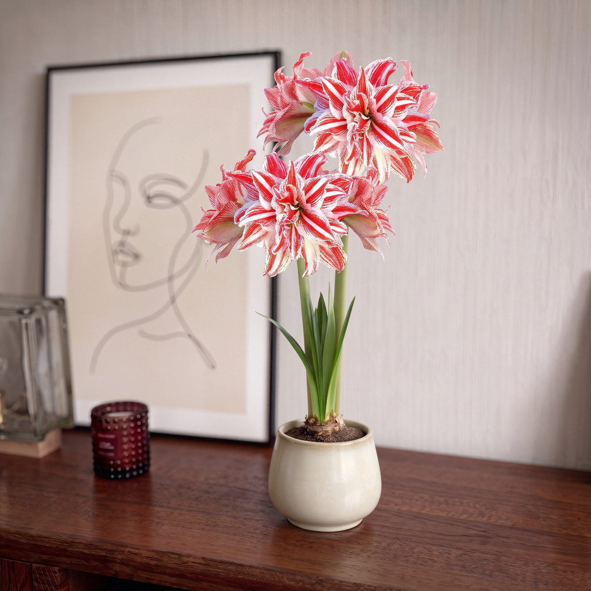 Amaryllis Gestreept Double