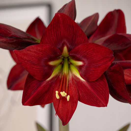 Amaryllis Ibiza