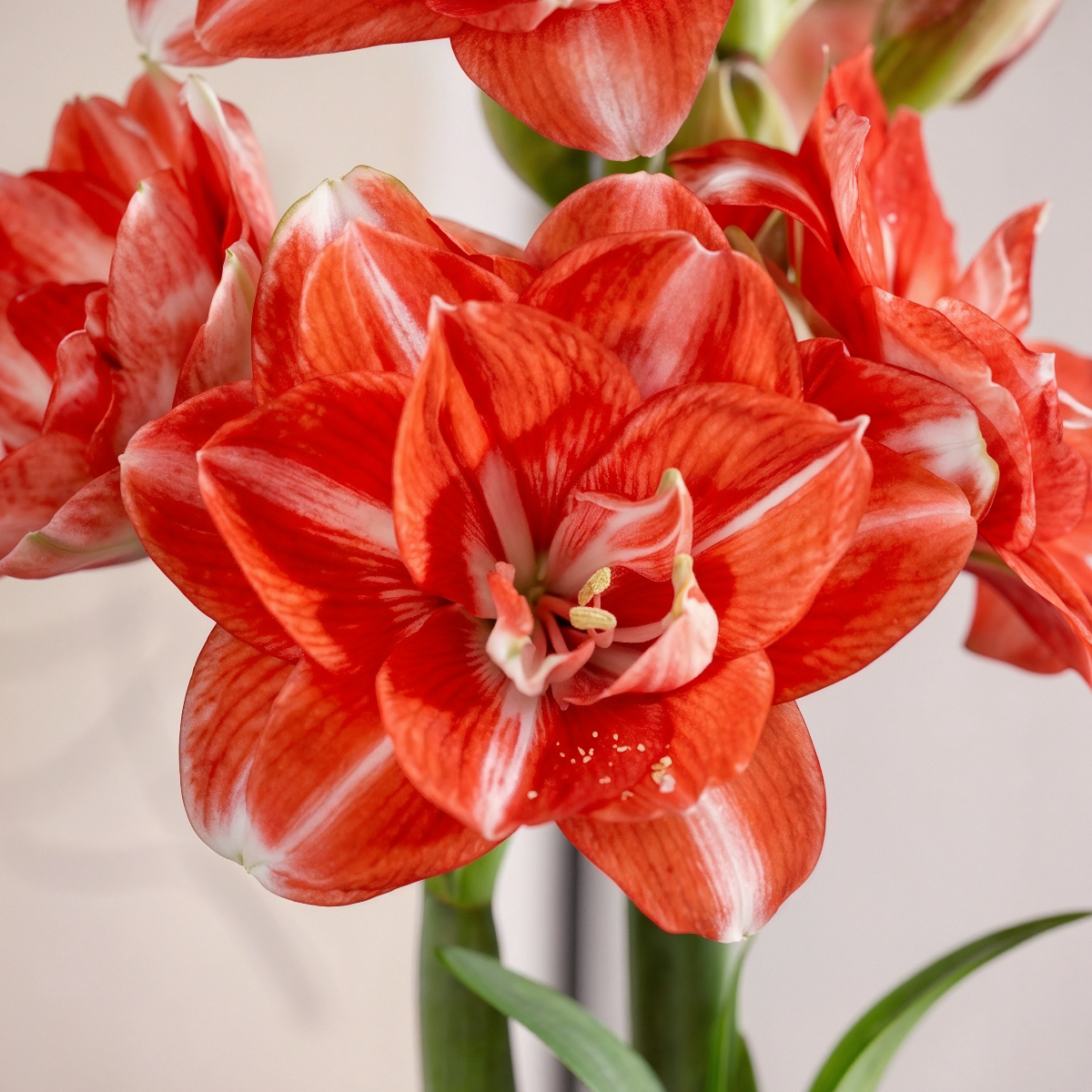 Amaryllis Double Shine