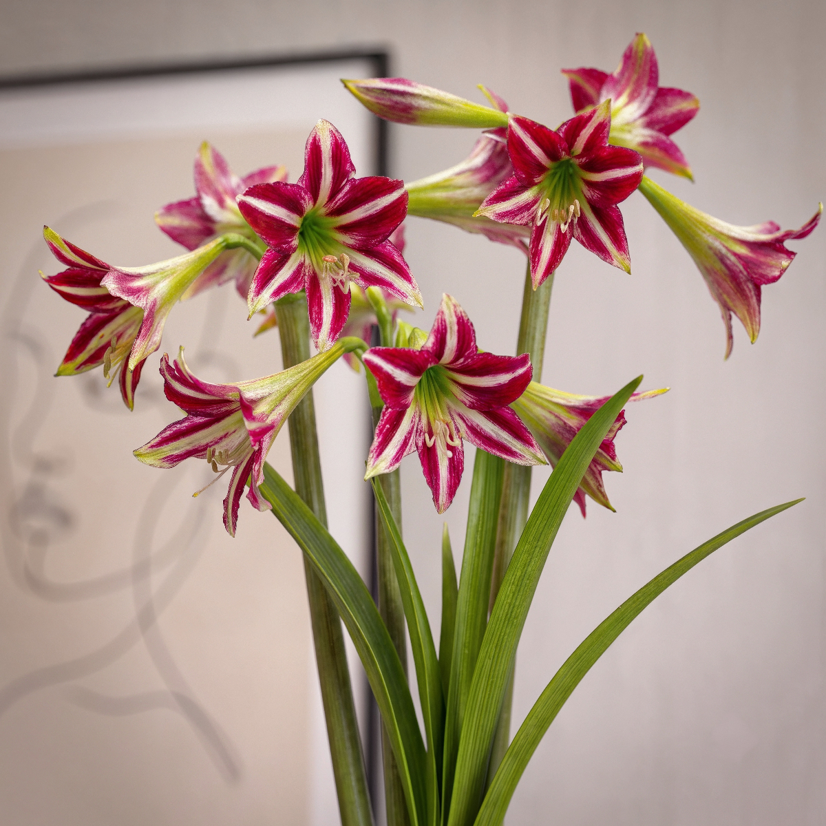 Amaryllis Santiago