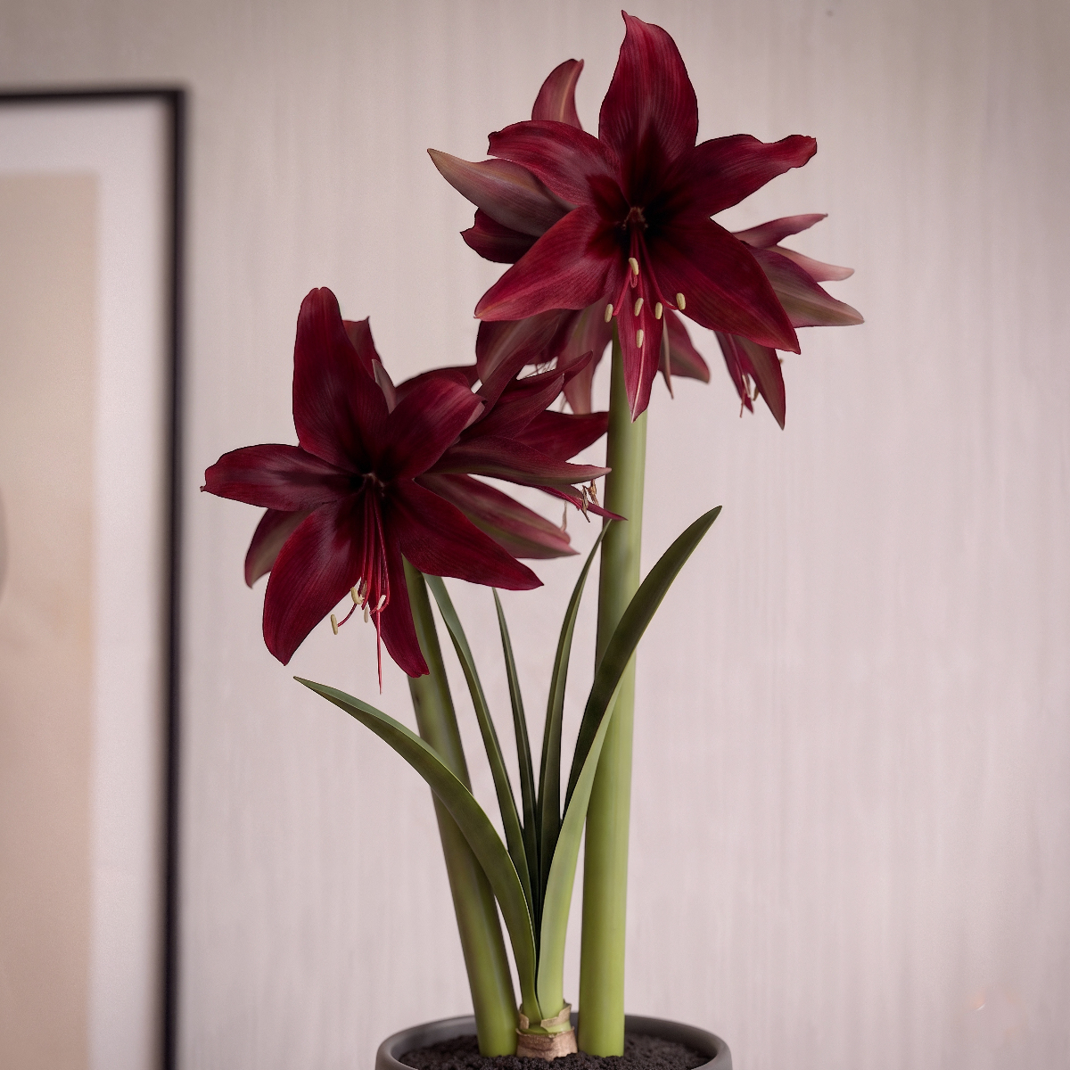 Amaryllis Red Amazone