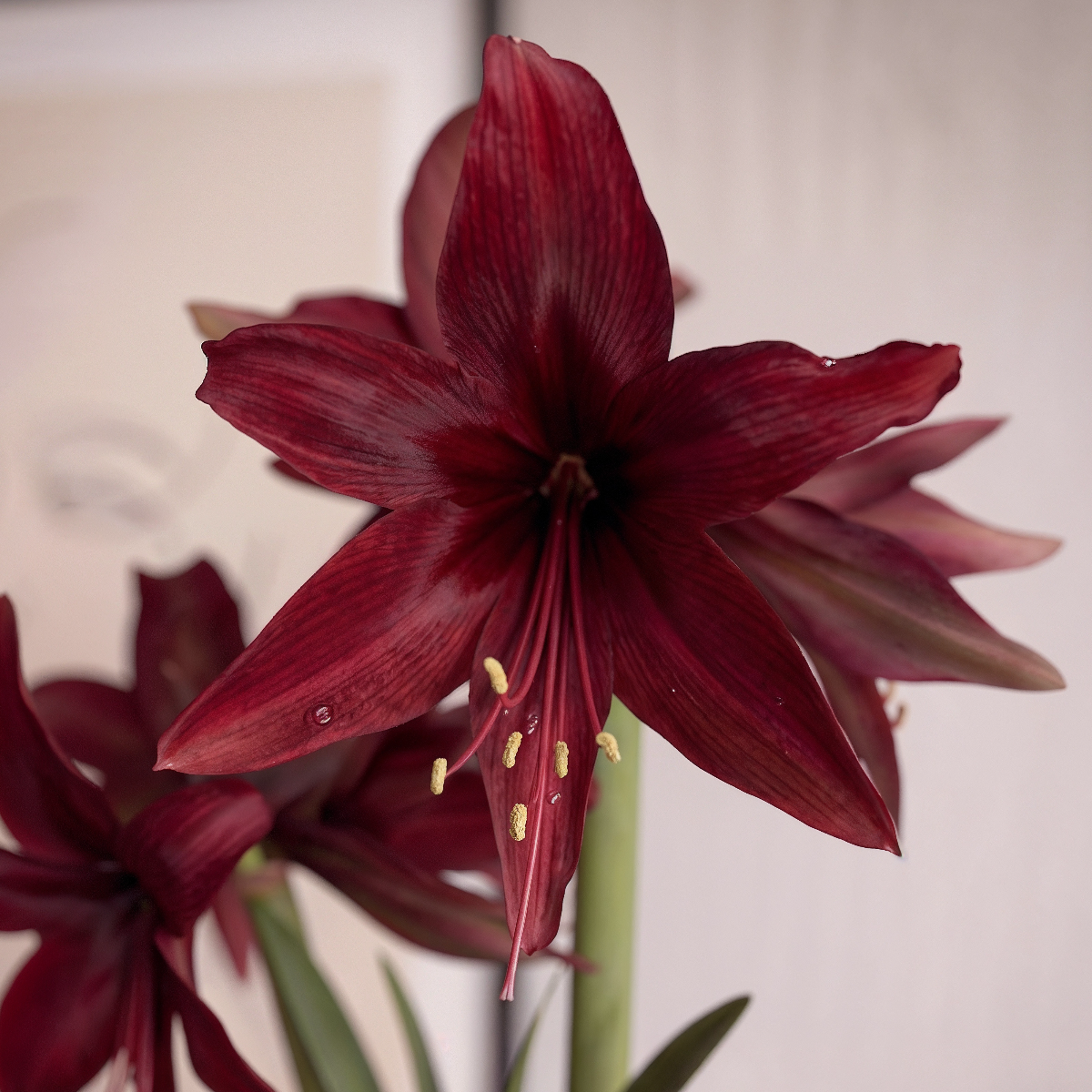 Amaryllis Red Amazone