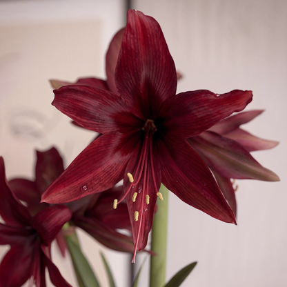 Amaryllis Red Amazone