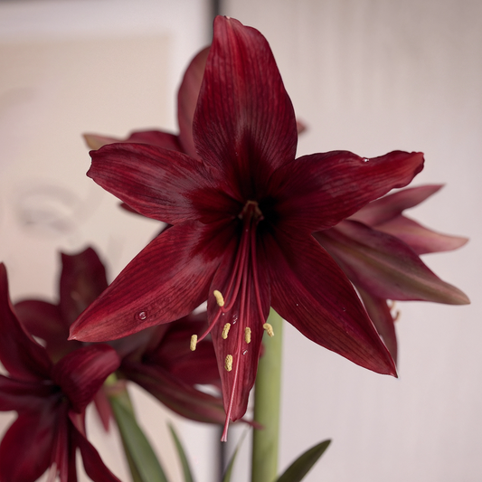 Amaryllis Red Amazone