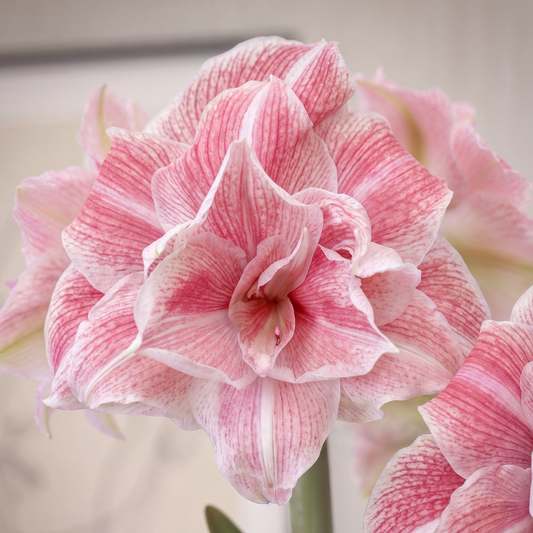 Amaryllis First Love
