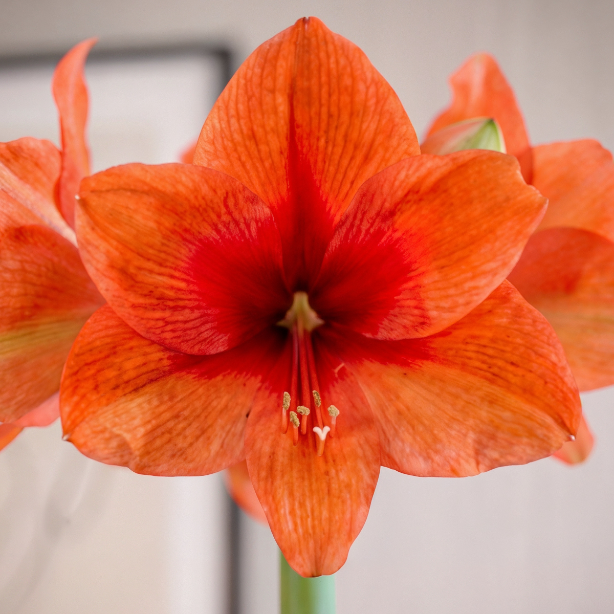 Amaryllis Gold Medal