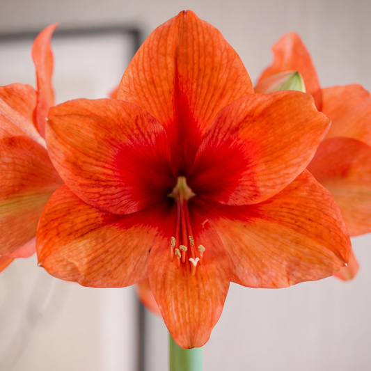 Amaryllis Gold Medal