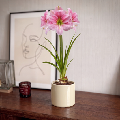 Amaryllis Blushing Bride
