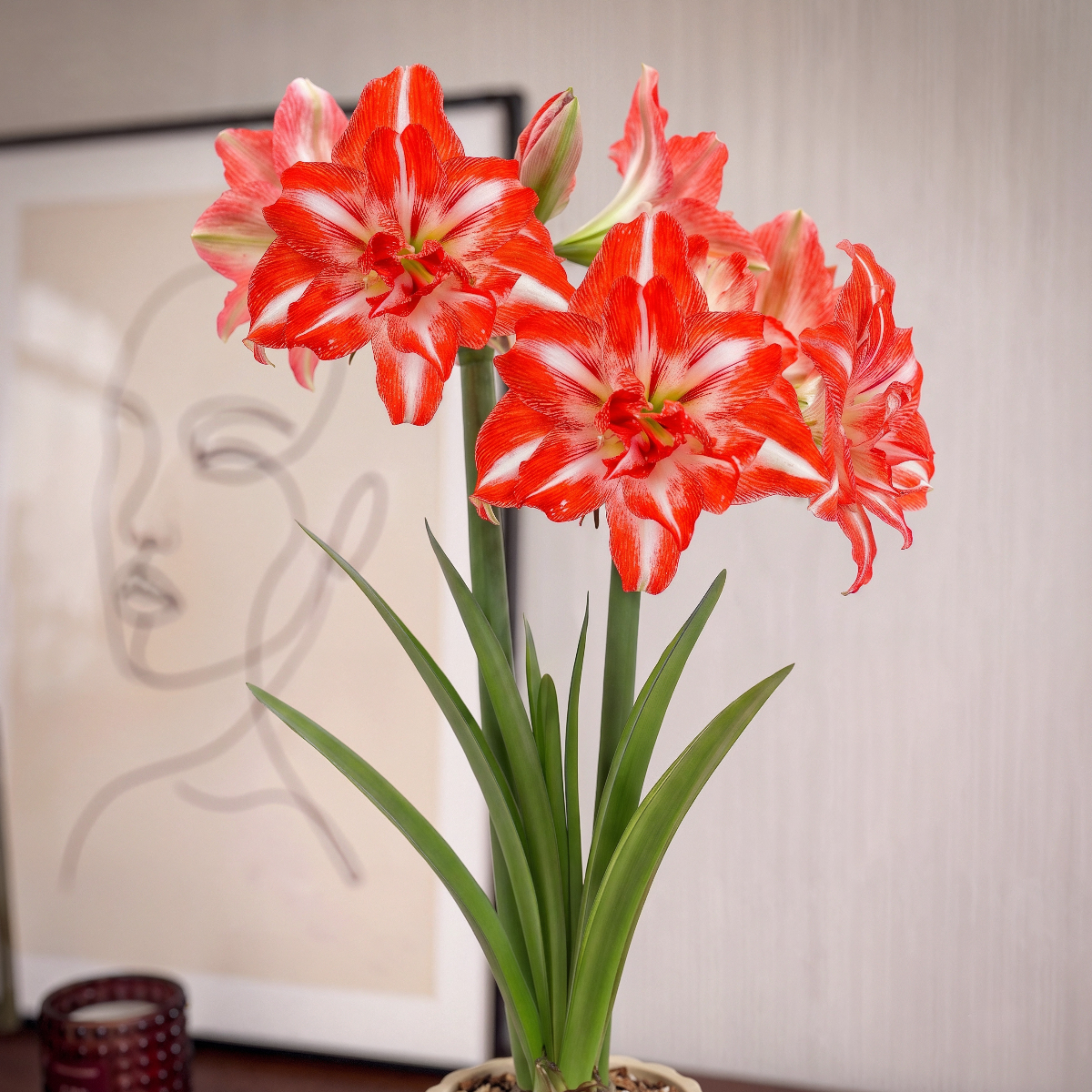 Amaryllis Razzmatazz