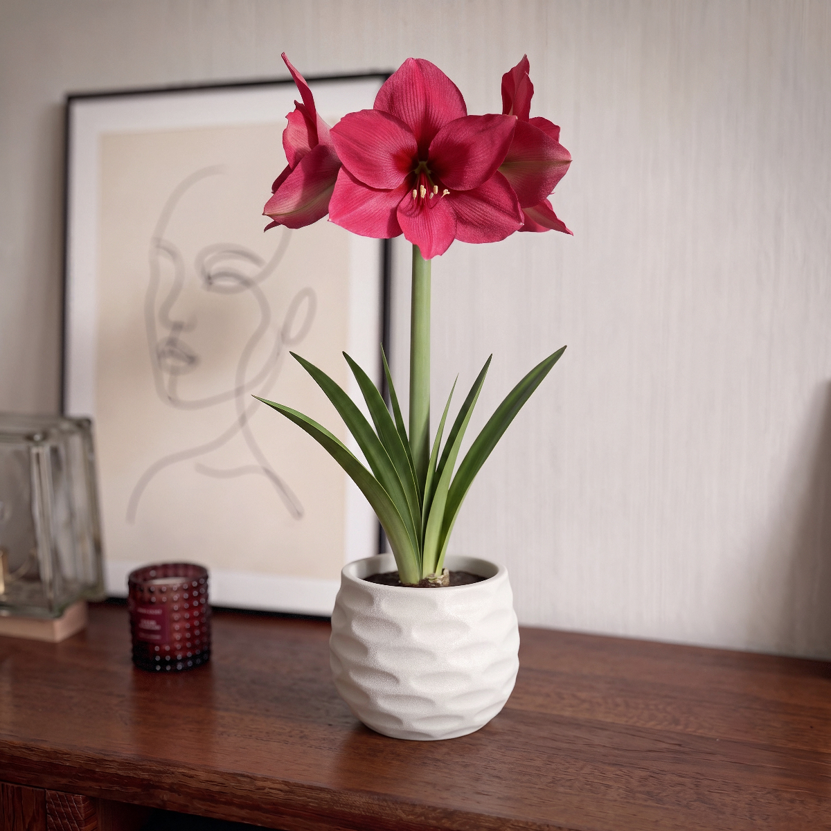 Amaryllis Pleasure