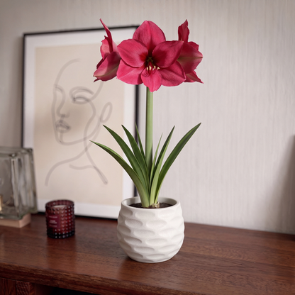Amaryllis Pleasure