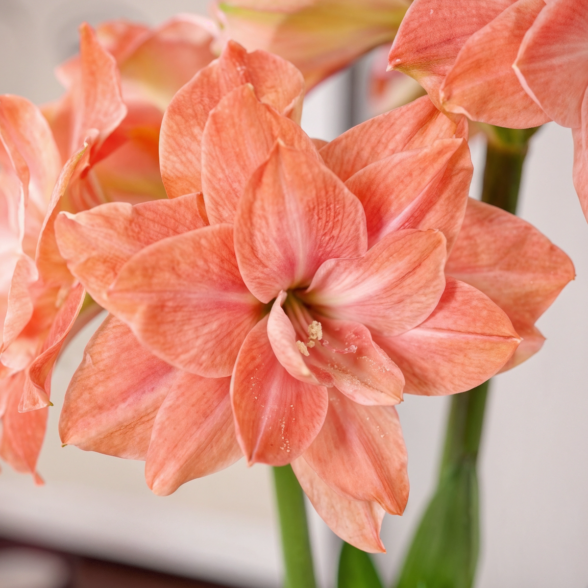 Amaryllis Flamingo Amadeus
