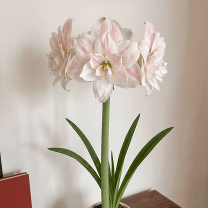 Amaryllis (Hippeastrum) Nr. 1567-1