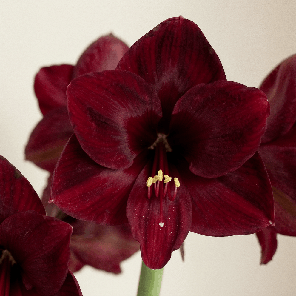 Amaryllis Corazon