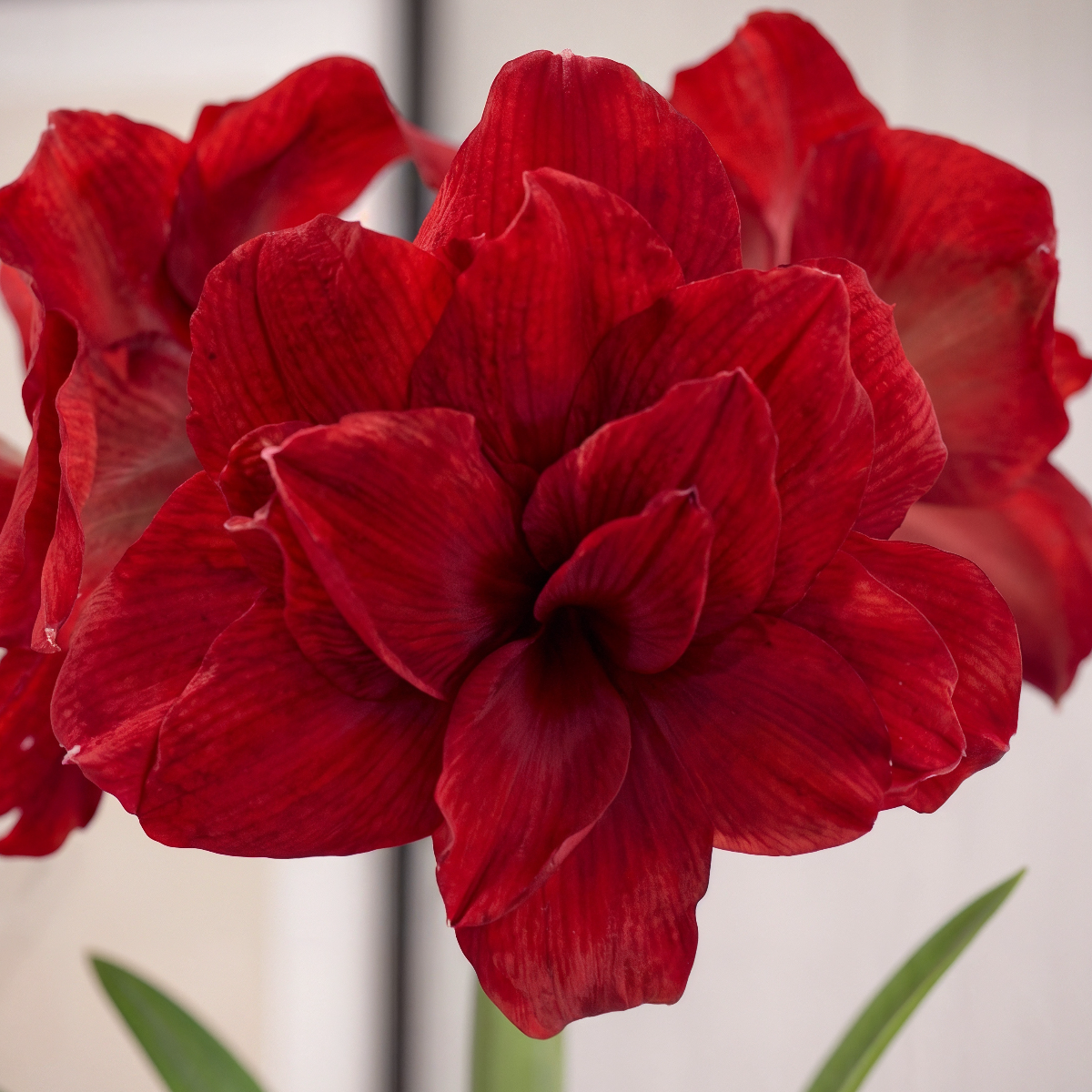 Amaryllis Amarantia