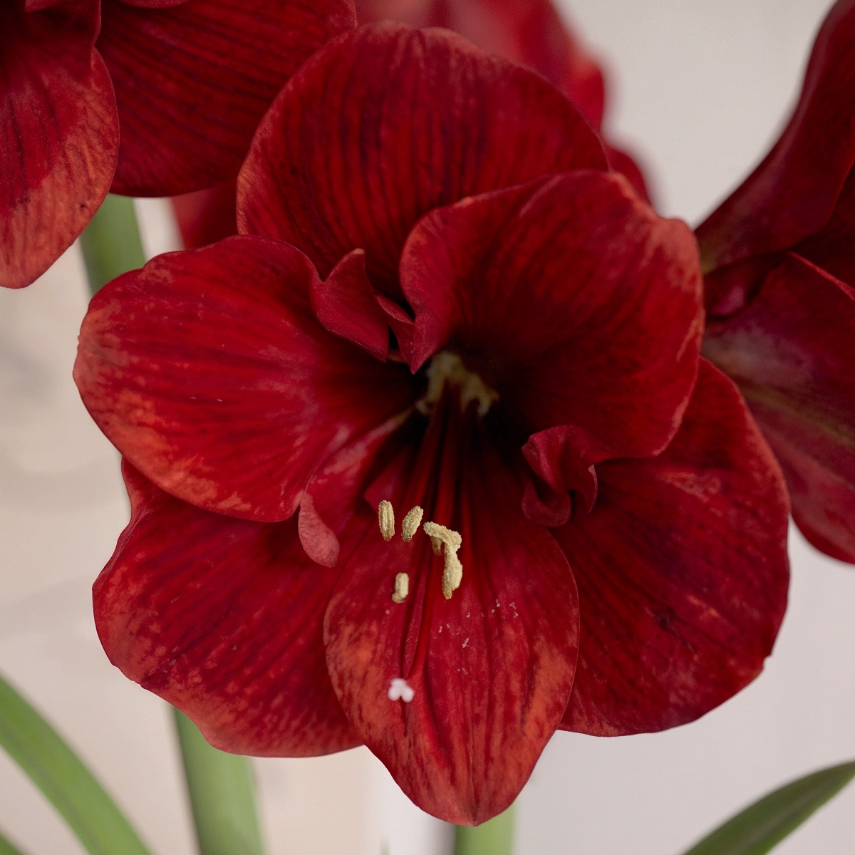 Amaryllis Red Lion