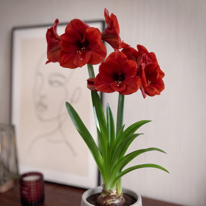 Amaryllis Ferrari