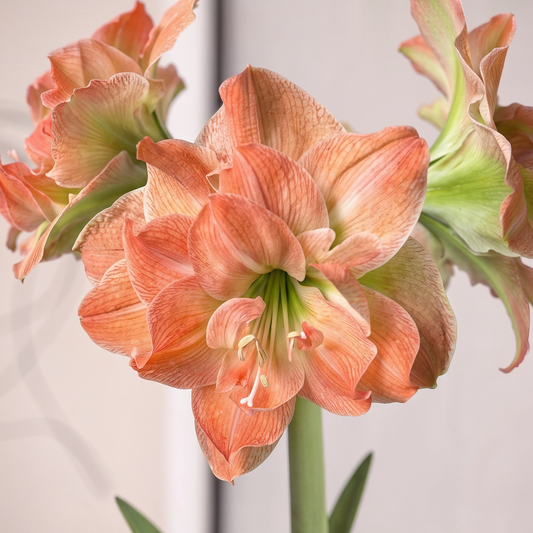 Amaryllis Exotic Nymph