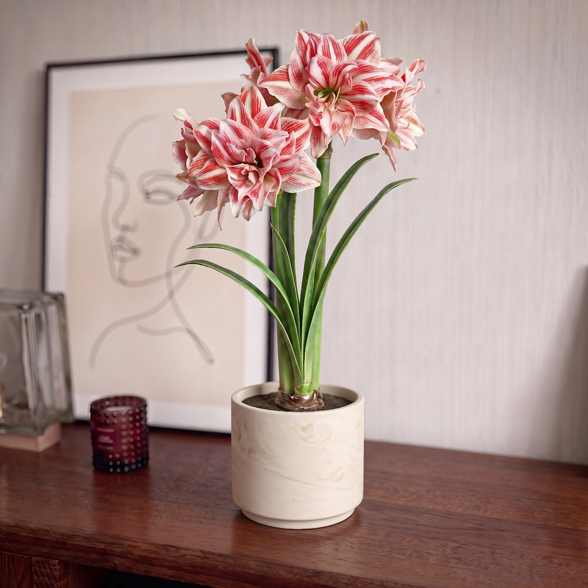 Amaryllis Dancing Queen