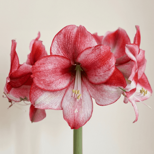 Amaryllis (Hippeastrum) Passie Dream