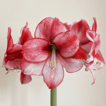 Amaryllis (Hippeastrum) Passie Dream