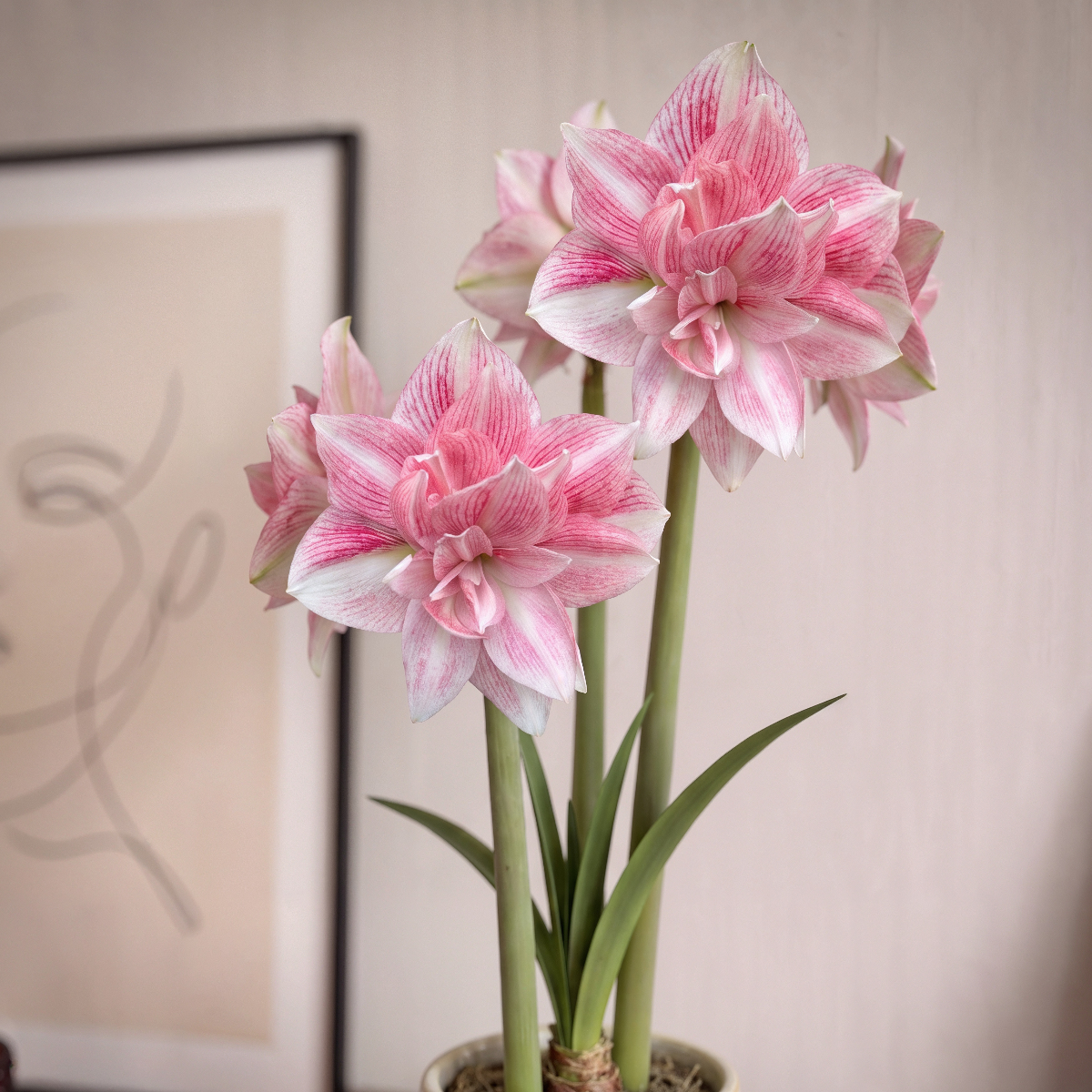 Amaryllis (Hippeastrum) Candy Belle
