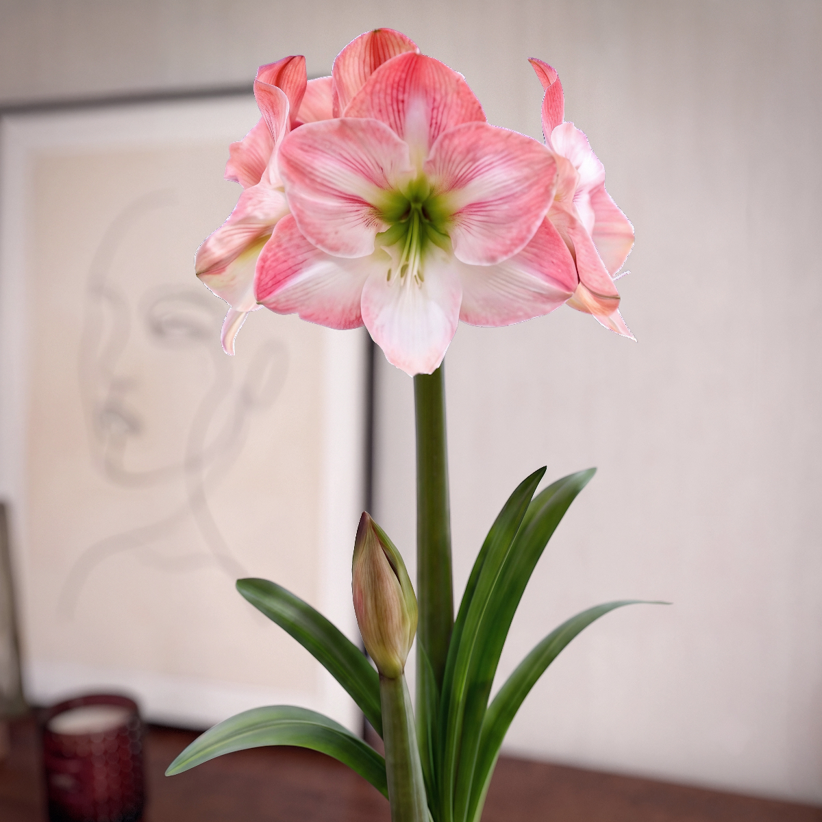Amaryllis Apple Blossom