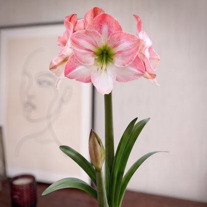 Amaryllis Apple Blossom