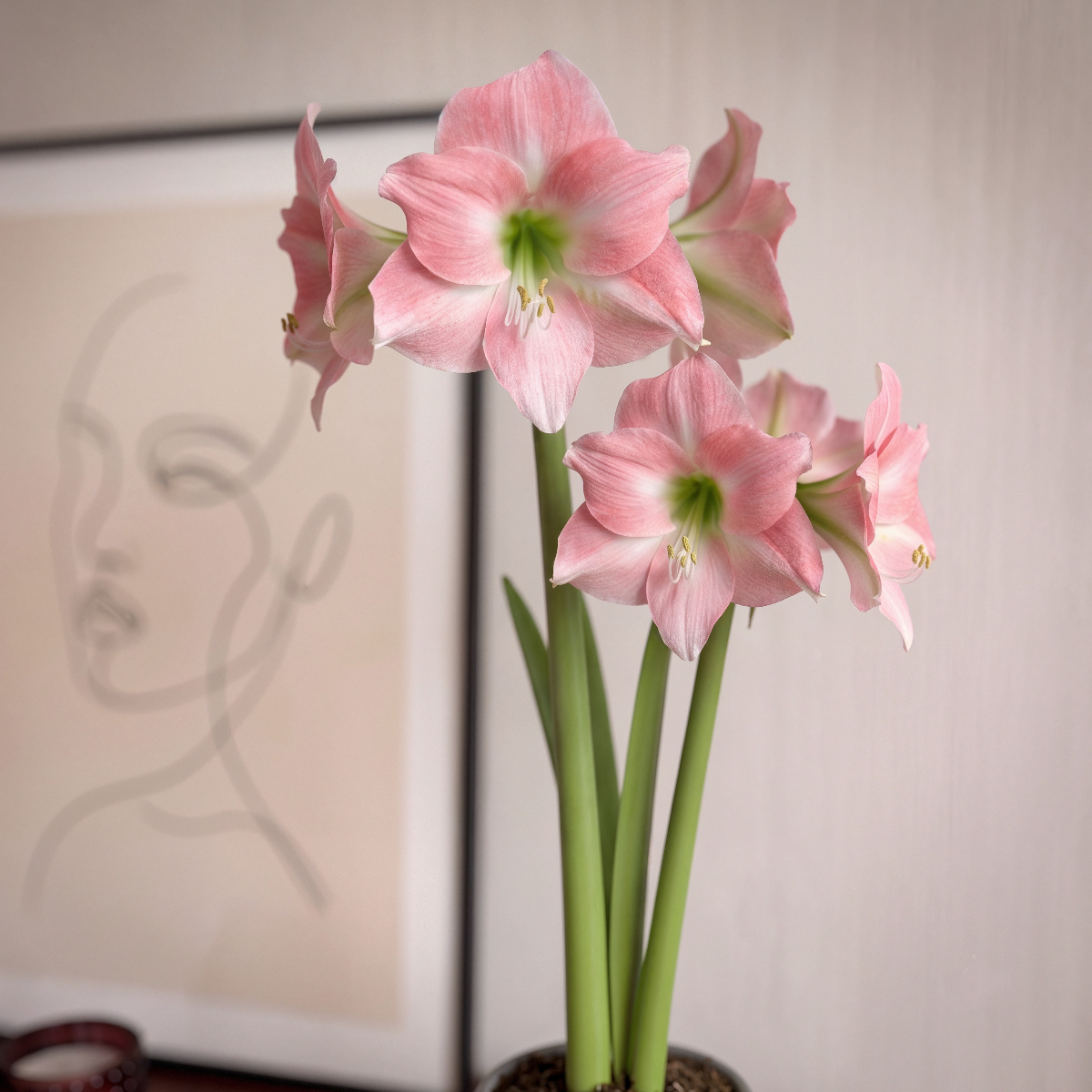 Amaryllis Rebecca