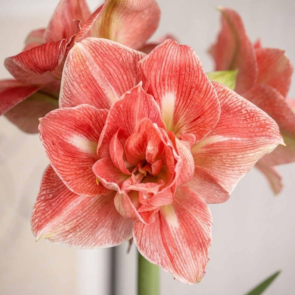 Amaryllis Lovely Nymph