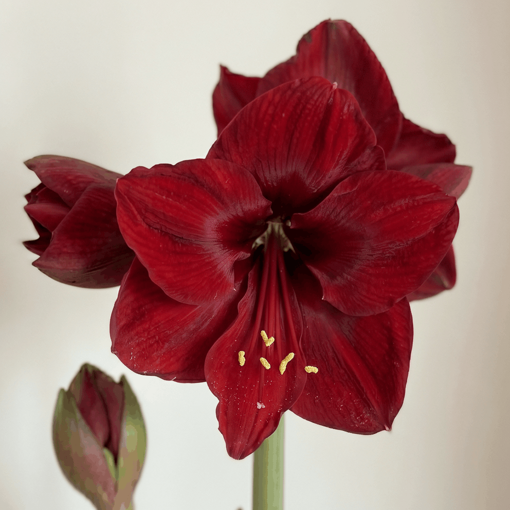 Amaryllis (Hippeastrum) Red Dream
