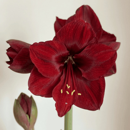 Amaryllis (Hippeastrum) Red Dream
