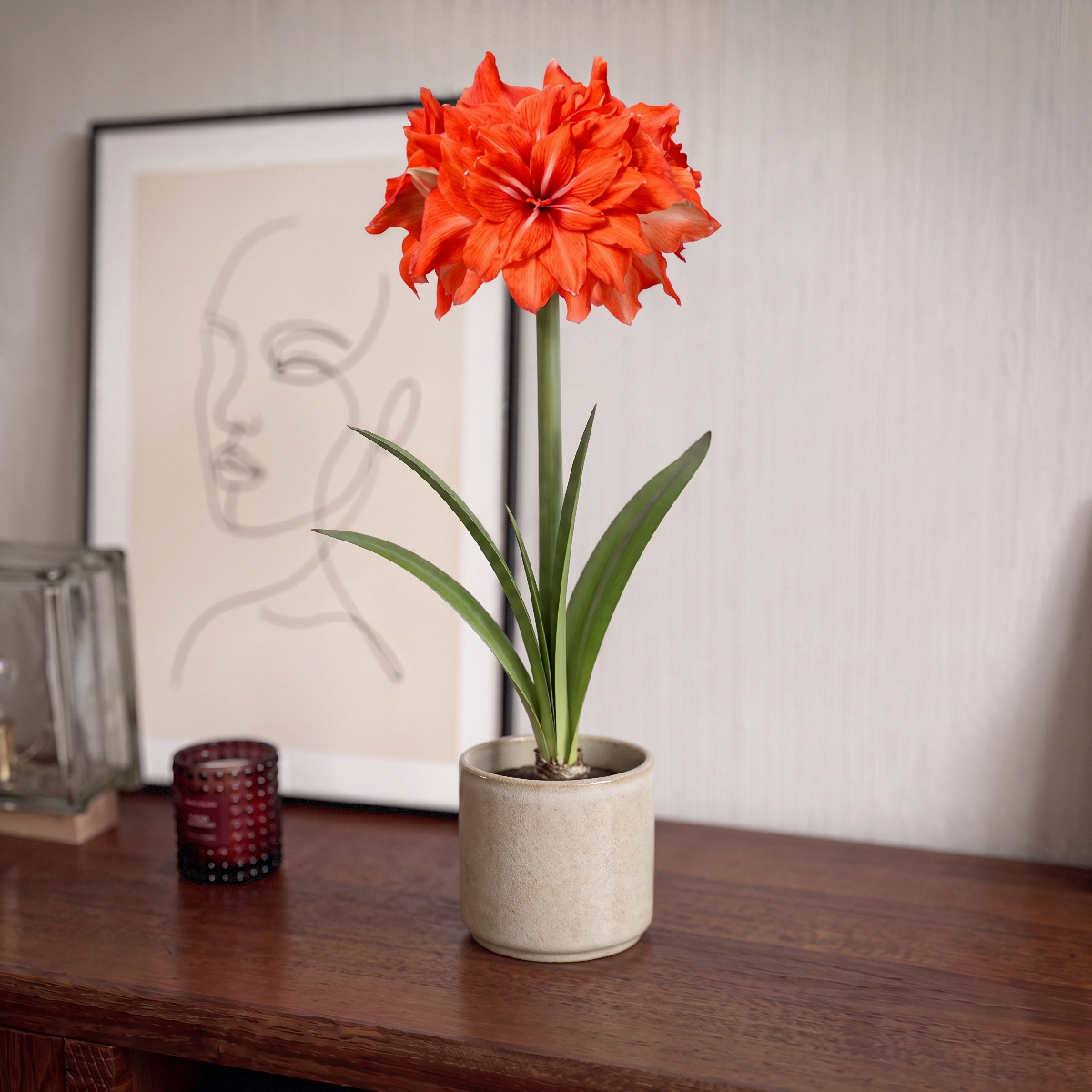 Amaryllis Double Circus