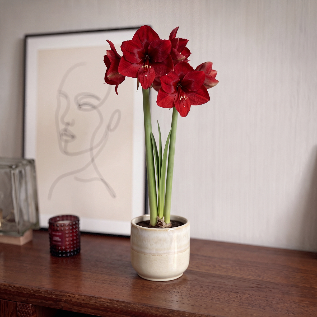 Amaryllis Fire Ball