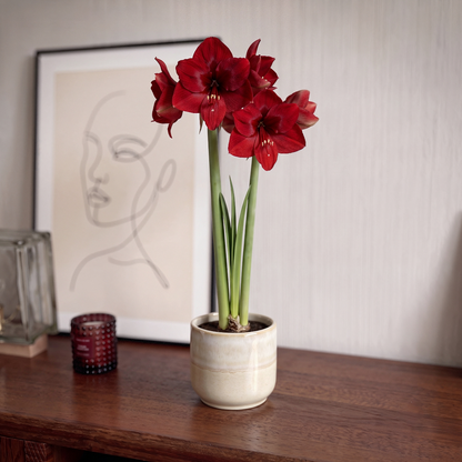 Amaryllis Fire Ball
