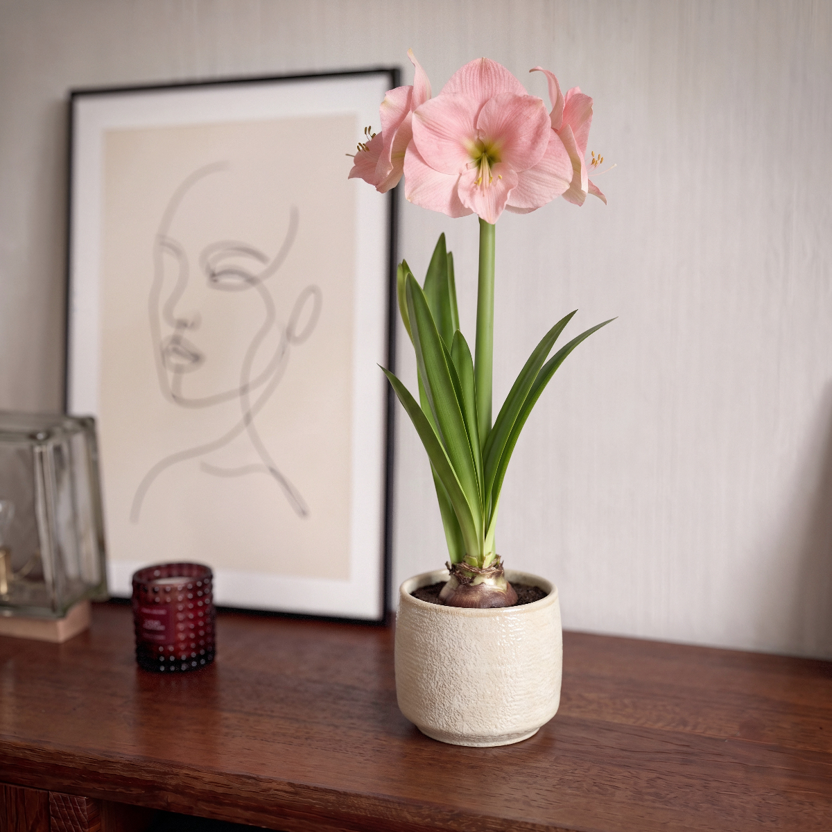 Amaryllis Reve