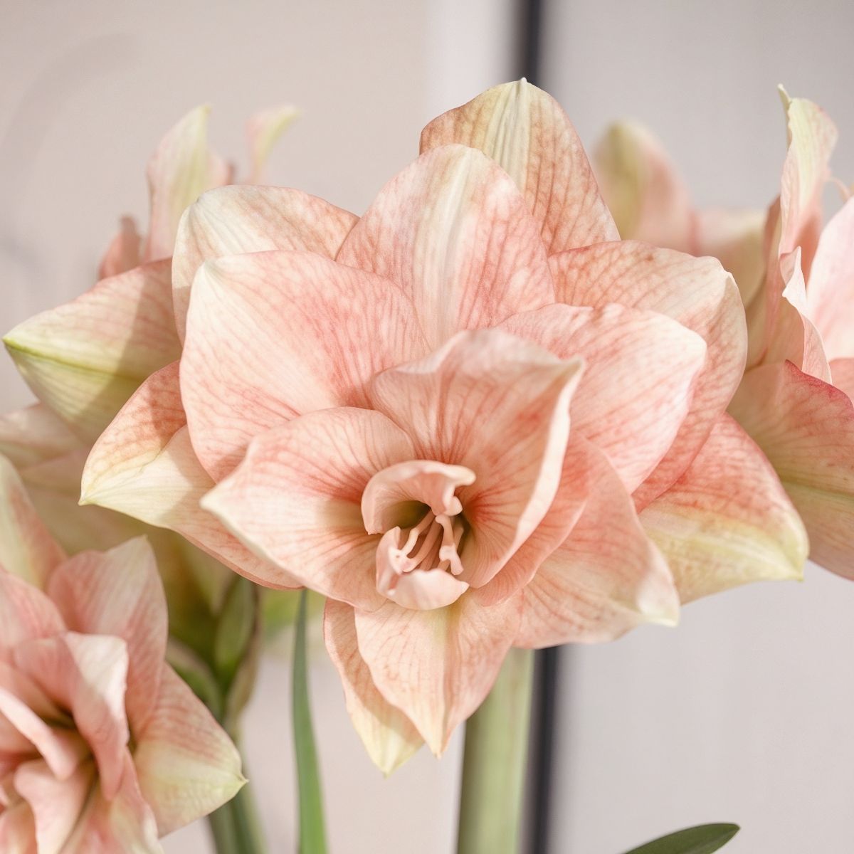 Amaryllis Pink Glory