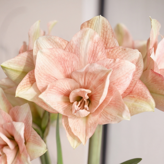 Amaryllis Pink Glory