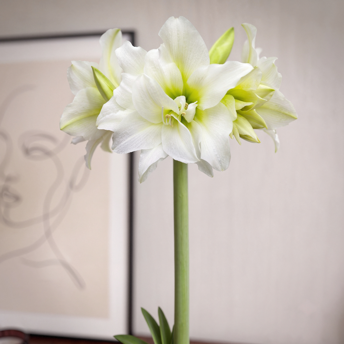 Amaryllis (Hippeastrum) Ice Queen